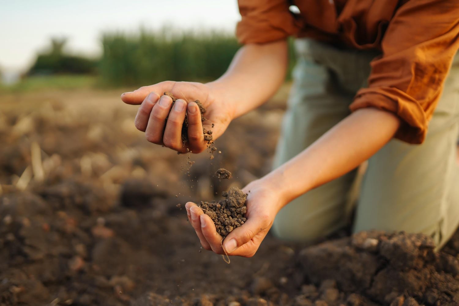 Hands letting soil fall in a field