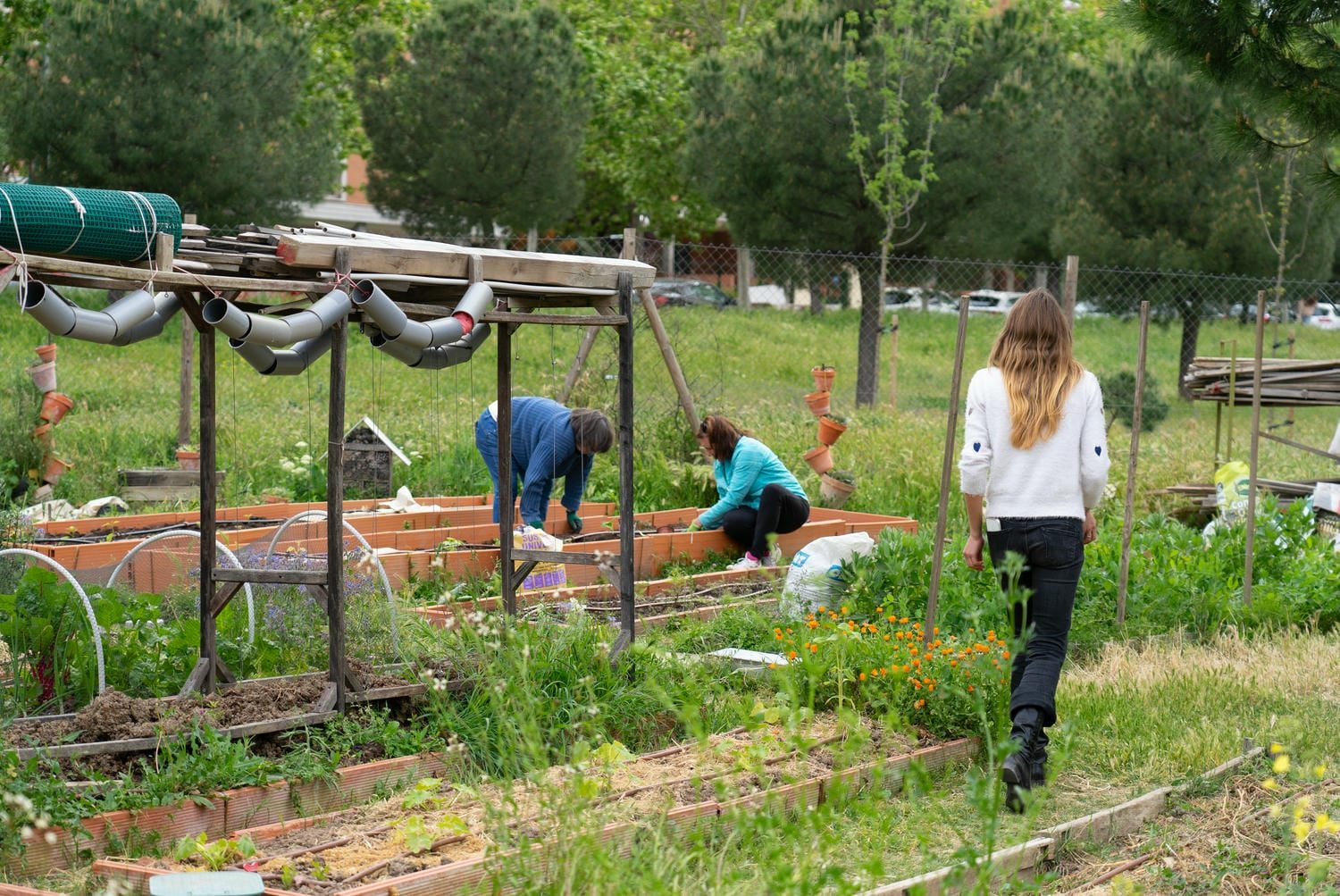 Volunteers tending raised beds in a community garden