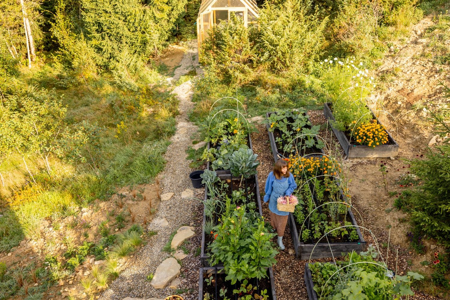 A garden path between raised beds in morning light