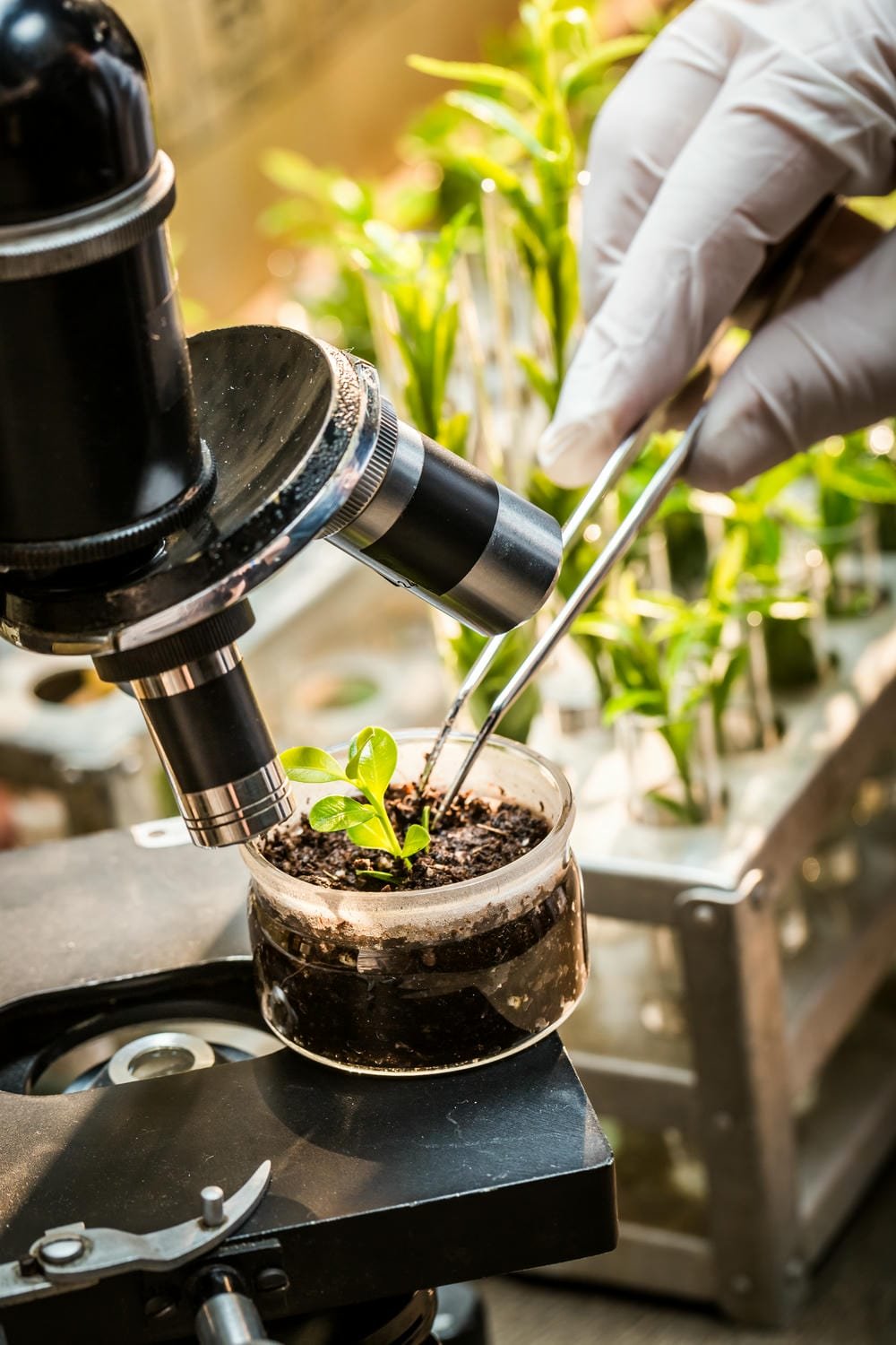 Tweezers placing a seedling in soil beside a microscope